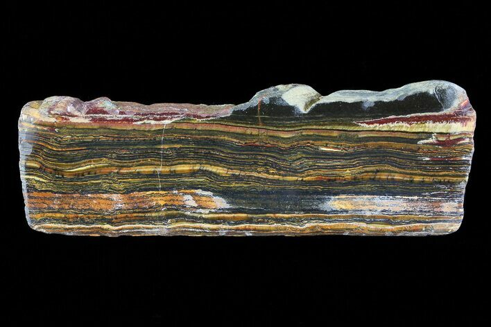 Polished Tiger Iron Stromatolite - ( Billion Years) #75852